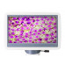 Микроскоп D85L LCD Levenhuk
