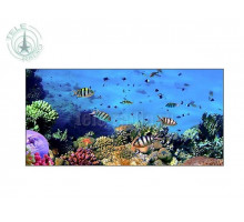 EliteBoard PK555FCLN